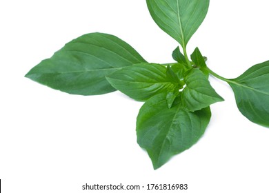 Ocimum Basilicum Isolated On White Background Stock Photo 1761816983 ...