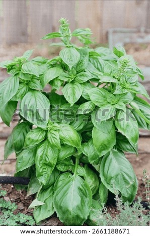 Ocimum basilicum - Large Leaf Basil in the Garden
