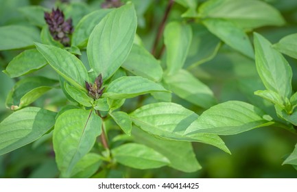 Ocimum Basilicum Linn. In Thailand 