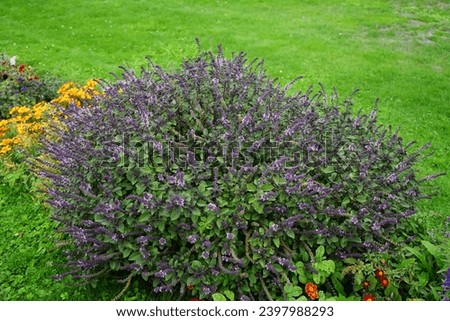 Ocimum basilicum 'Magic Blue' blooms with purple flowers in a flower bed in September. Basil, Ocimum basilicum, great basil, is a culinary herb. Berlin, Germany Zdjęcia stock © 