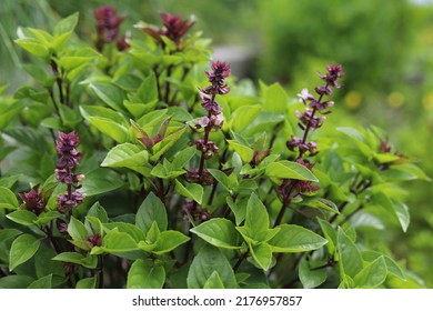 Ocimum  basilicum. Thai basil, spice and medicinal plant.  - Shutterstock ID 2176957857