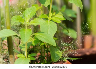 Ocimum Tenuiflorum Plant, Commonly Known As Holy Basil Or Tulsi Plant Is Growing In Home Garden. Howrah, West Bengal, India.