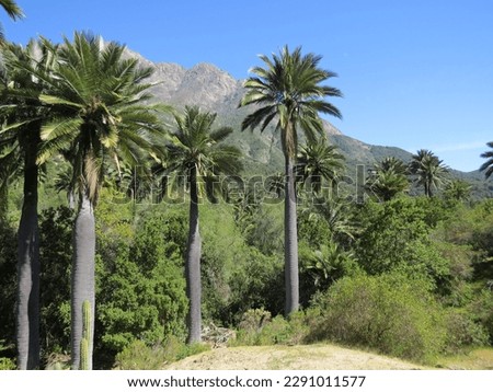 Ocoa palm grove in the Campana National Park (Chile)