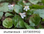 The Oconee Bell is a delicate rare wildflower that grows naturally in two places on earth, one being the moist wooded areas in Devils Fork State Park southern Appalachian mountains in South Carolina.