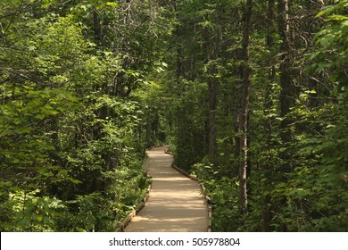 Ocono Bog Boardwalk At Bangor City Forest, Bangor, Maine