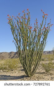 Ocotillo in Bloom in the Desert in Joshua Tree National Park in California