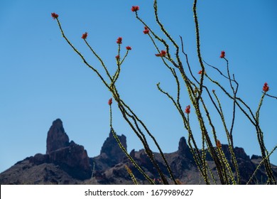 Ocotillo Bloom in front of the Mule Ears at Big Bend National Park.  This shot was taken while backpacking on the Mule ears hiking trail in Big Bend National Park in West Texas