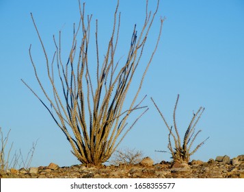 Ocotillo cactus against the desert sky