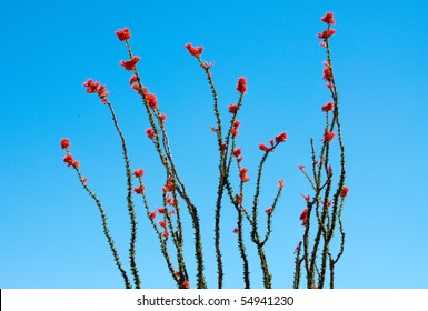 ocotillo cactus in bloom