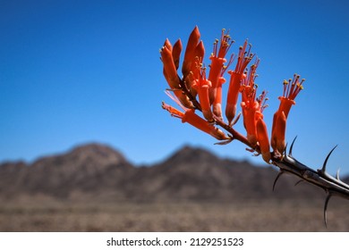 Ocotillo cactus flowering in the desert.