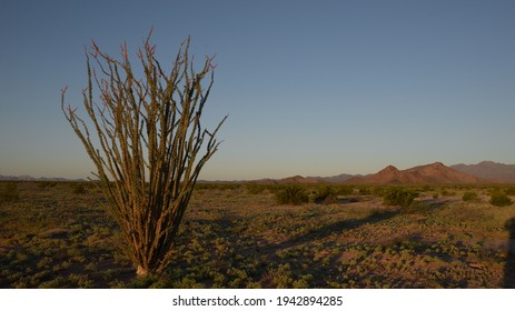 ocotillo, desert plant at sunset