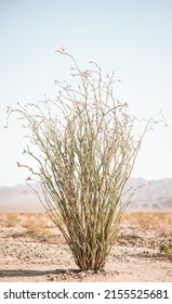 Ocotillo exploding from the desert in Joshua Tree national park. Also known as coachwhip or candlewood or even vine cactus, exploding out of the desert with mountains in the background. 