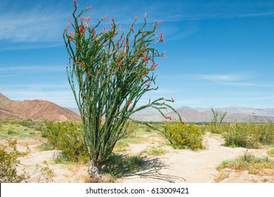 Ocotillo flowers blooming and leaves in blue sky.