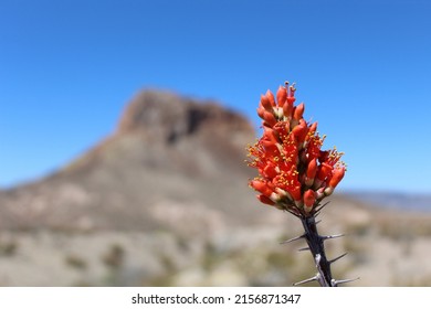 Ocotillo flowers closeup at Big Bend National Park in Texas
