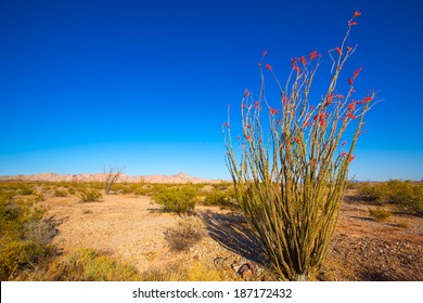 Ocotillo Fouquieria splendens red flowers in Mohave desert california USA