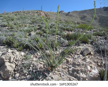 Ocotillo In Franklin Mountains State Park