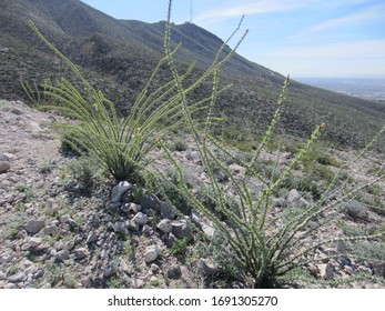 Ocotillo In Franklin Mountains State Park