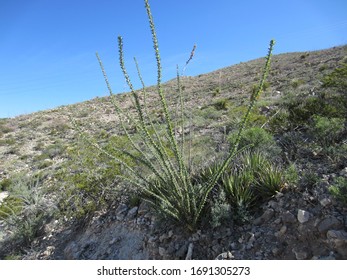 Ocotillo In Franklin Mountains State Park