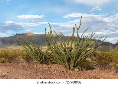 Ocotillo growing in the Franklin mountains near El Paso, Texas