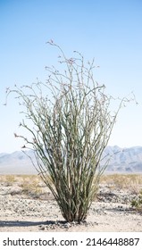 Ocotillo in Joshua Tree national park. Also known as coachwhip or candlewood or even vine cactus, exploding out of the desert with hills in the background. 