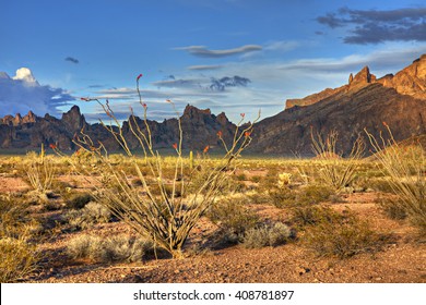 Ocotillo In Kofa National Wildlife Refuge At Sunset, Arizona.