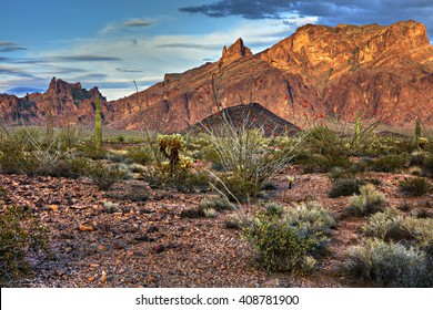 Ocotillo In Kofa National Wildlife Refuge At Sunset, Arizona.