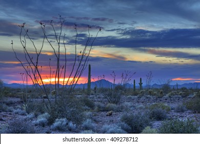 Ocotillo In Kofa National Wildlife Refuge At Sunset, Arizona.