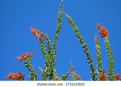 Ocotillo Plant With Blooming Flowers