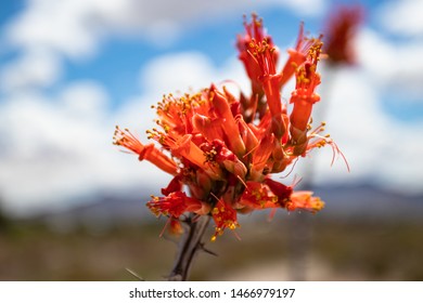 Ocotillo Plant in the Chihuahua Desert