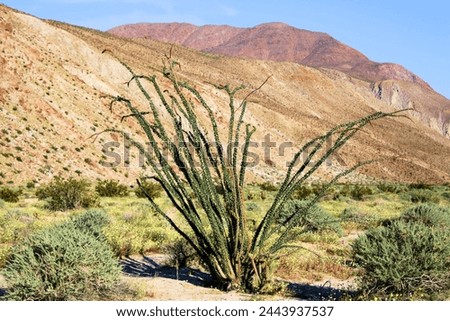 Ocotillo Plants on an arid desert plain with mountains beyond taken at the rural Colorado Desert plateau in Anza Borrego State Park, CA