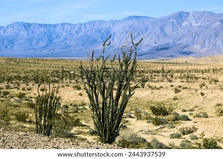 Ocotillo Plants on an arid desert plain with mountains beyond taken at the rural Colorado Desert plateau in Anza Borrego State Park, CA
