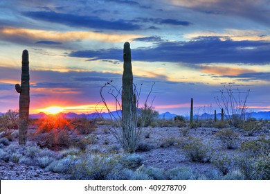 Ocotillo And Saguaro In Kofa National Wildlife Refuge At Sunset, Arizona.