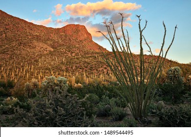 Ocotillo and Saguaros in Saguaro National Park.