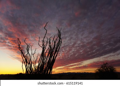 Ocotillo Shrub With Dramatic Cumulus Cloud Sunset, Muted Shades of gray, blue, gold, red, mauve, and Gold