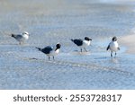 Ocracoke Island laughing gulls on beach