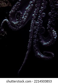 Ocstopus vulgaris tentacles in darkness