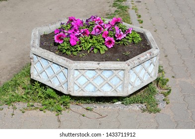 Octagonal Concrete Flowerbed With Red Flowers