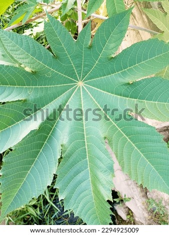 Octagonal leaves look very beautiful and natural, suitable for decoration