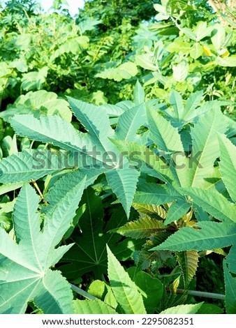 Octagonal leaves look very beautiful and natural, suitable for decoration

