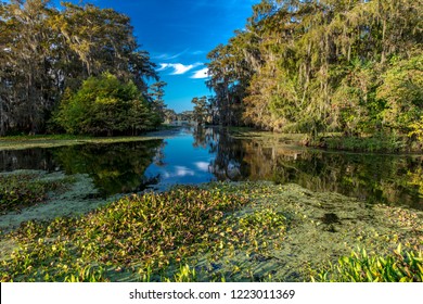 OCTOBER 14, 2018 - Lafayette, Louisiana, USA - Cajun Swamp & Lake Martin, near Breaux Bridge and Lafayette Louisiana