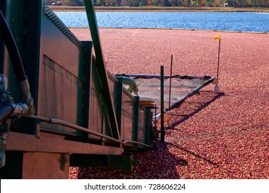 October 21, 2012 - Chatsworth, New Jersey, USA: Looking Down A Conveyer Belt Into A Cranberry Bog During The Wet Harvest.

