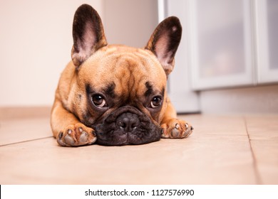 October 21, 2017; Moscow, Russian Federation: Puppy of French bulldog posing on camera and looking