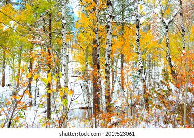 October 6, 2012 - Black Hills National Forest - Fall Foliage Can Be Seen At This Beautiful Location In The Black Hills National Forest.