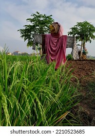 October 6, 2022. Sidoarjo-Indonesia. Photo Of A Scarecrow, Used By Farmers To Chase Away Sparrows That Eat Rice In Rice Fields.