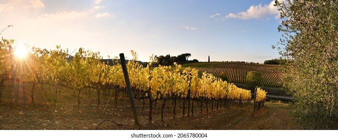October, the chianti vineyards turn yellow under the sunset light in autumn. Panoramic view of beautiful rows of vineyards in the Chianti area near San Casciano in Val di Pesa. Italy
