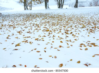 October Mountain Beech Forest With First Winter Snow And Last Autumn Leafs Over