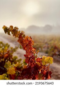 October In The Russian River Valley