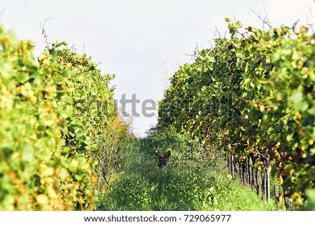 Image, Stock Photo aphid Beautiful weather