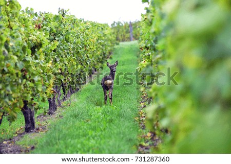 Similar – Image, Stock Photo aphid Beautiful weather