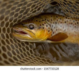 October Wild Brown Trout, Pennsylvania Fishing